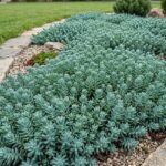 Sedum Plavi