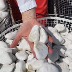 kamen-beli-oblutak-6-10cm-thasos