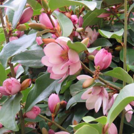 Magnolija Bljesak