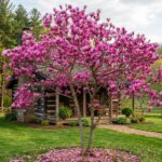 Magnolija na štapu Suzana