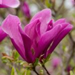 Magnolija na štapu Suzana - Slika 2