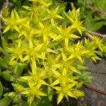Sedum Zlatno Raspoloženje - Slika 2