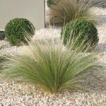Trava Stipa - Slika 2