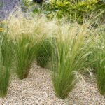 Trava Stipa