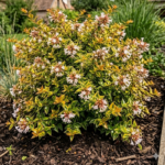 Abelija