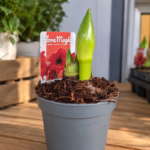 Amarilis Crveni - Slika 2