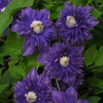 Klematis dupli Plavi