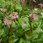 Bergenija Pink - Slika 2