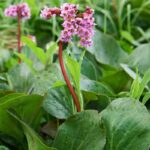 Bergenija Pink