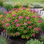 Spirea Crvena