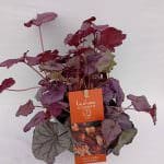 Heuhera Huckleberry