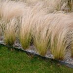 Stipa