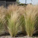 Stipa - Slika 2