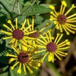 Rudbekija Henri
