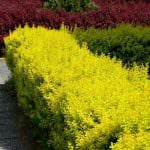 Berberis Marija