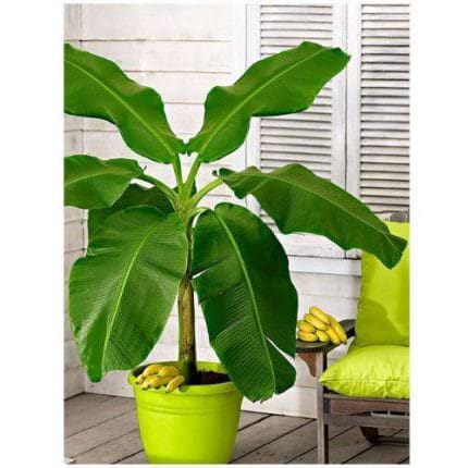 Banana patuljasta