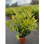 Viburnum