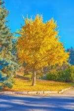 Ginko - Slika 2