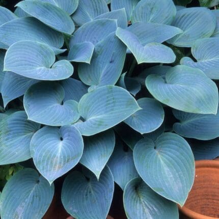 Hosta Halcion