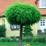Bagrem kuglasti