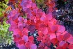 Berberis Crveni - Slika 2