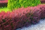 Berberis Crveni - Slika 3