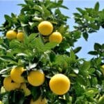Grejpfrut - Slika 2