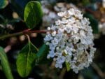 Viburnum lucidum - Slika 2