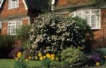 Viburnum lucidum - Slika 4
