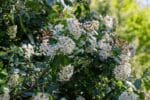 Viburnum lucidum - Slika 3