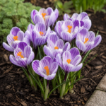 Krokus Pikvik
