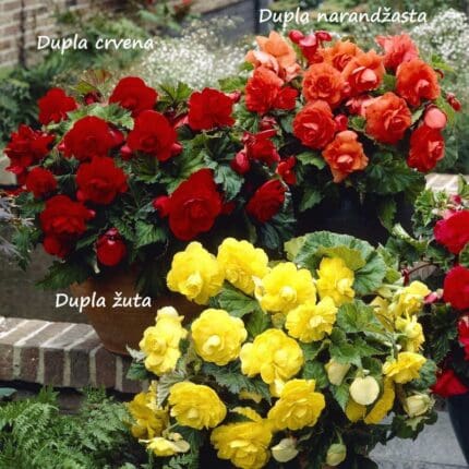 begonija-dupla-narandzasta