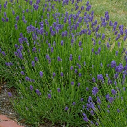 lavanda-plavi-patuljak