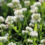 Bela detelina seme, 500gr - Slika 2