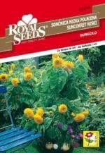 Ukrasni suncokret SUNGOLD - Slika 2