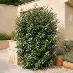 eleagnus