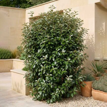 eleagnus