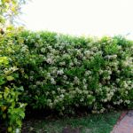 viburnum lucidum