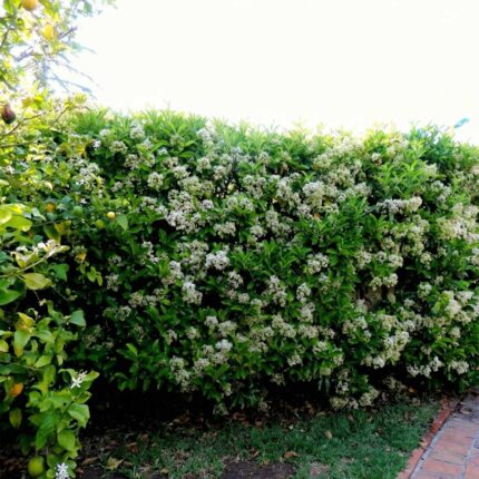 viburnum lucidum