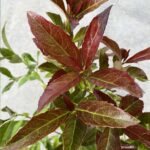 viburnum bakarni