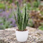 sanseveria sobna biljka