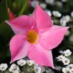Dipladenija Roze piramida - Slika 2