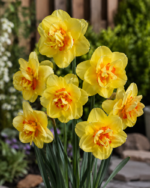 Narcis Tahiti - Slika 2