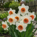 Narcis Plamen