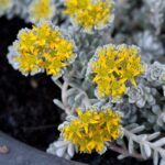 Sedum Srebrni - Slika 2