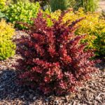 berberis