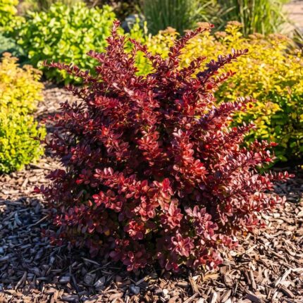 berberis