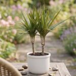 dracena sobna biljka
