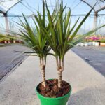 dracena sobna biljka