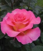 Ruža čajevka Roze raj - Slika 2